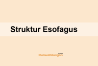 Struktur Esofagus